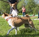 Basenji KSM Muenster 2014 (1137)